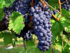 Guide to Sangiovese wine Cecchi